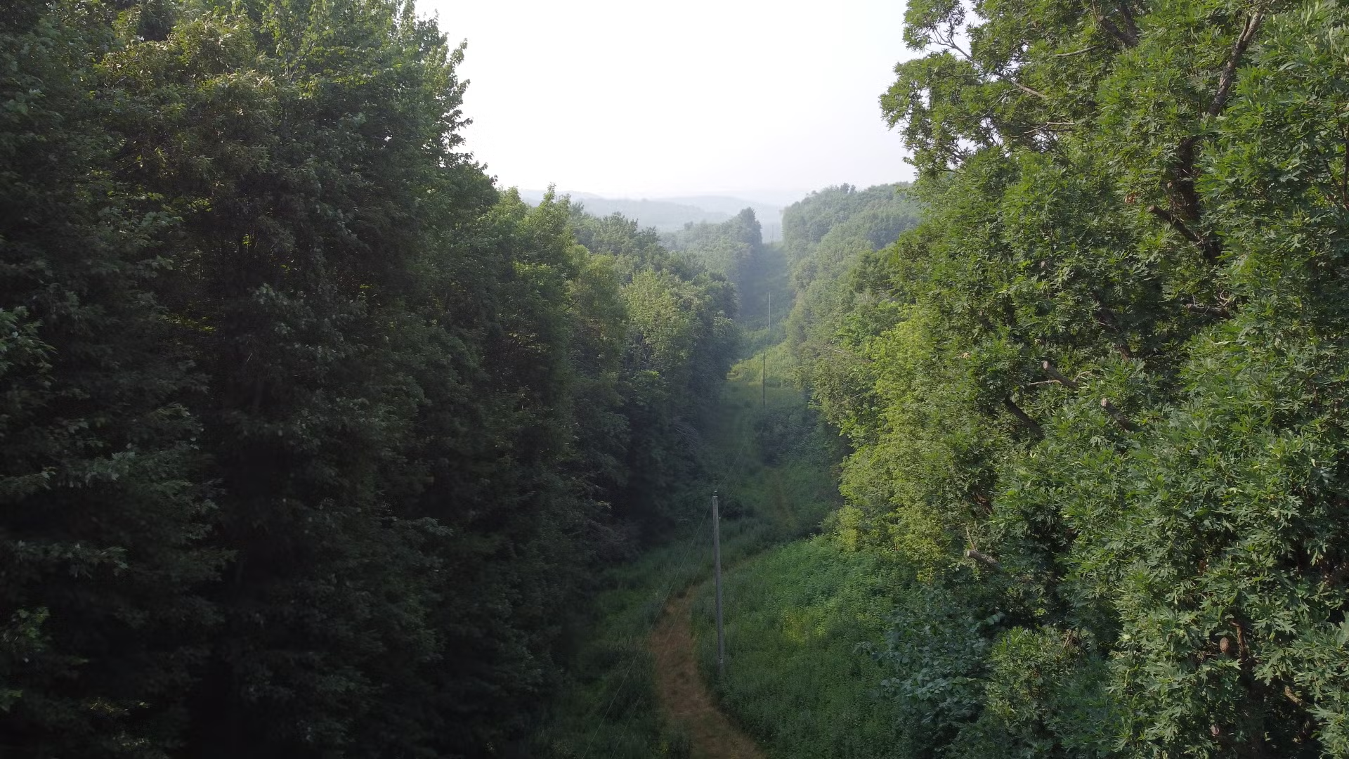 trees