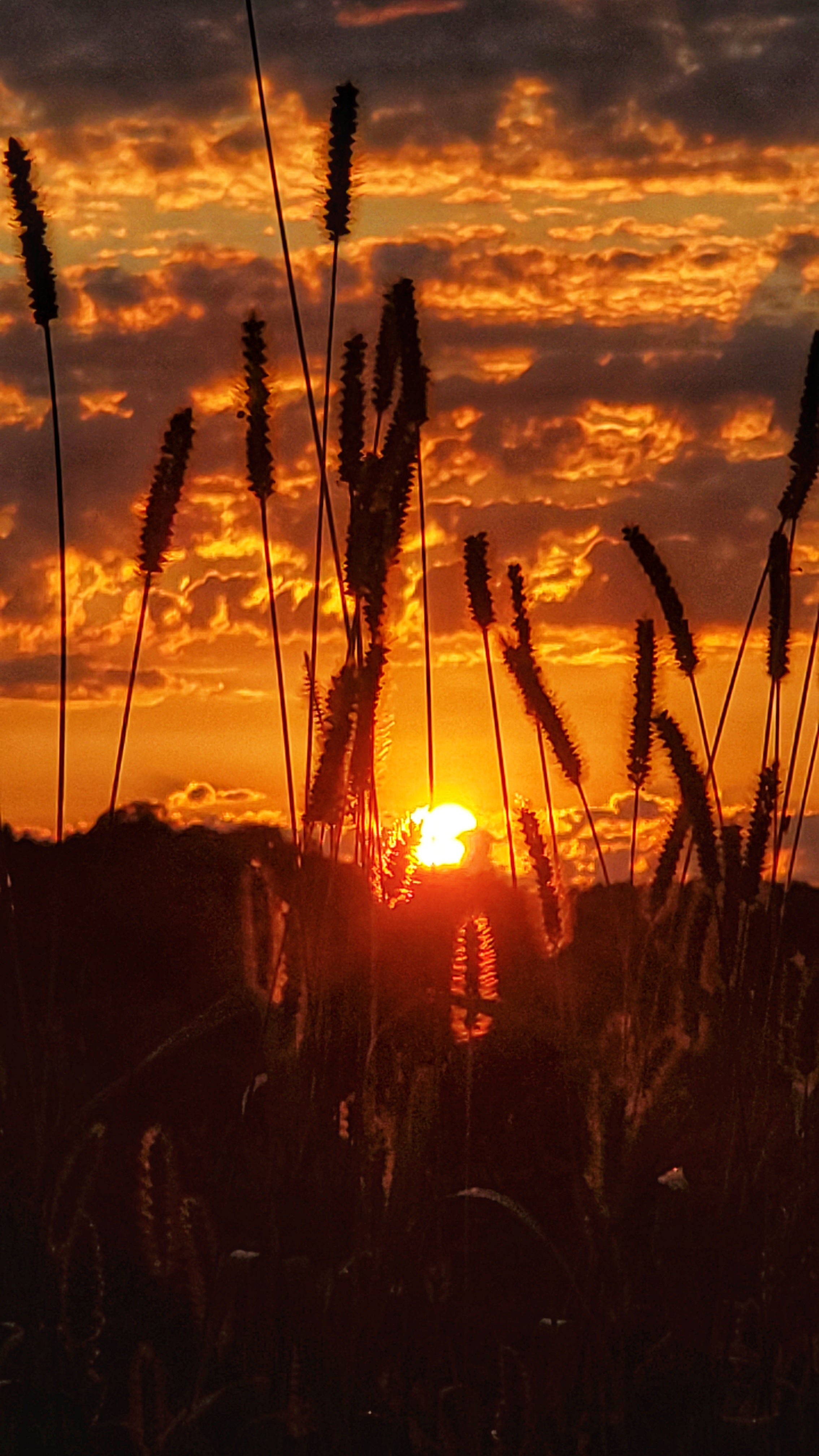 Sunset through Cattails