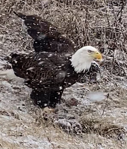 Snowing on a Bald Eagle