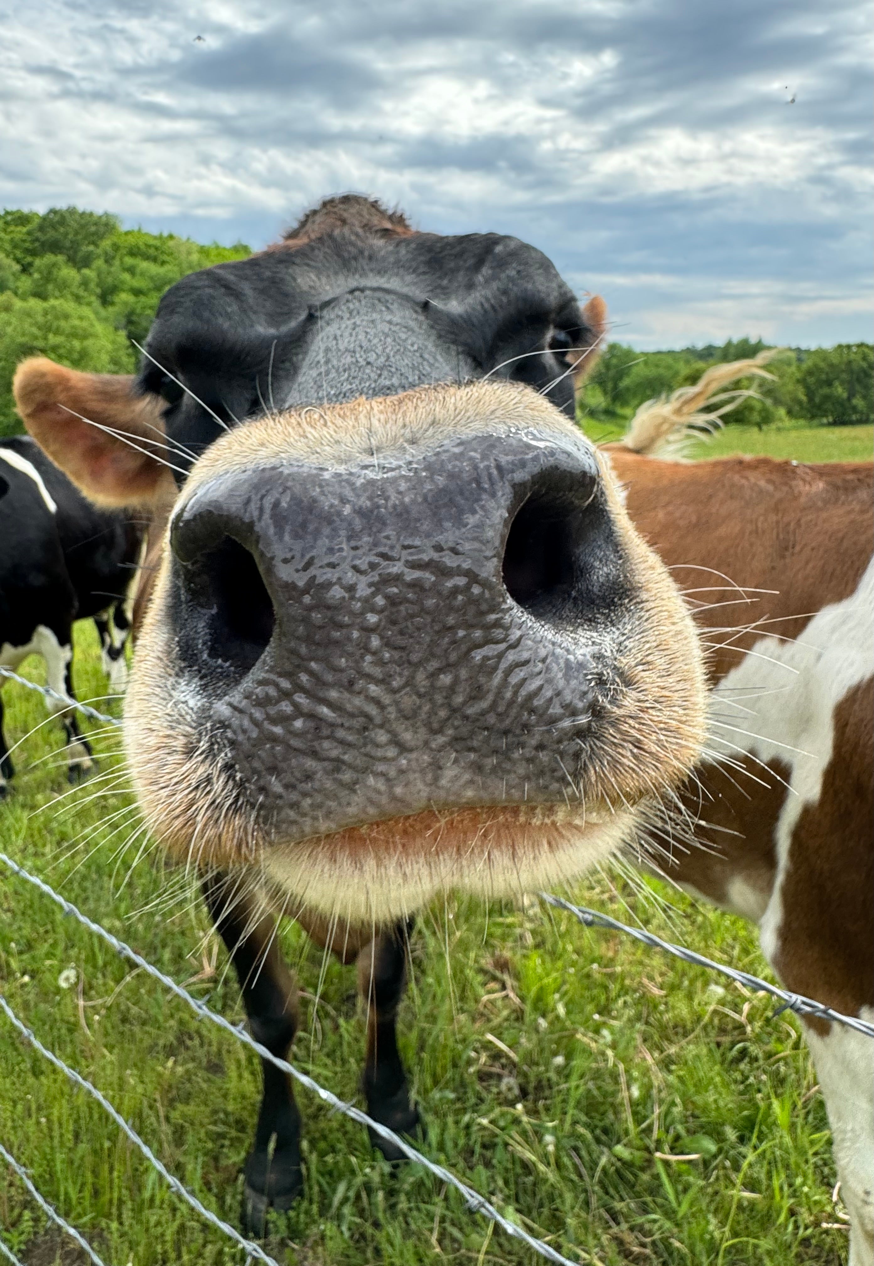 Brown cow saying hello!